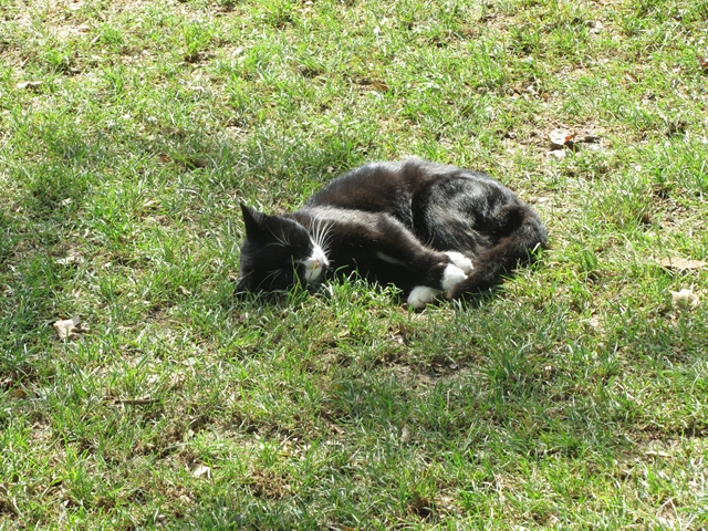 cat1_R