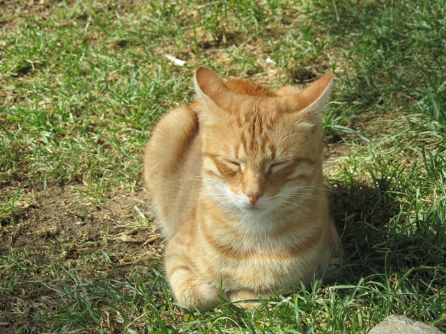cat2_R