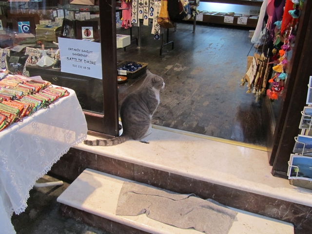 cat3_R